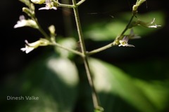 Gymnostachyum canescens